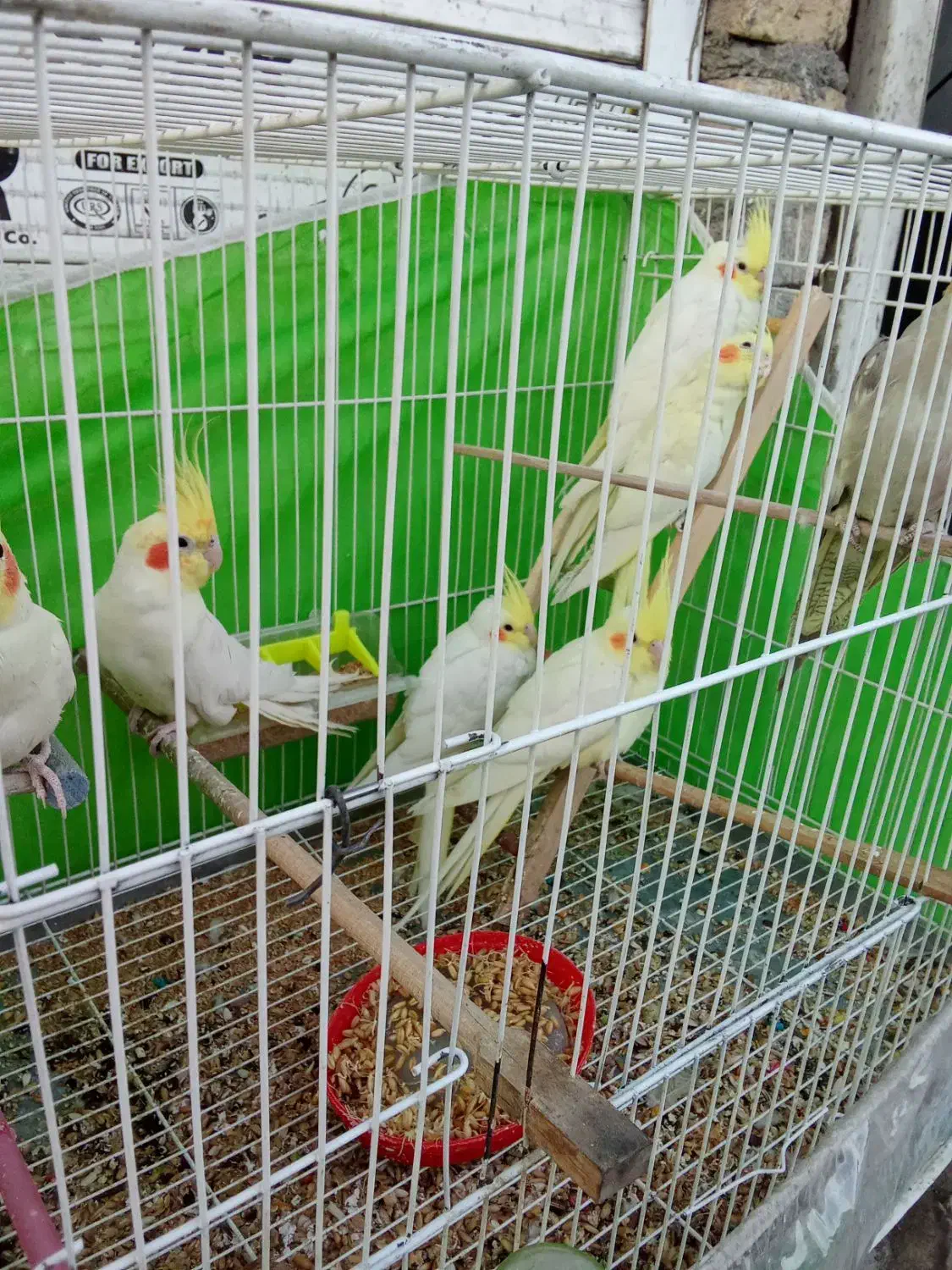 قناری عروس دستی|پرنده|مشهد, نظام دوست|دیوار