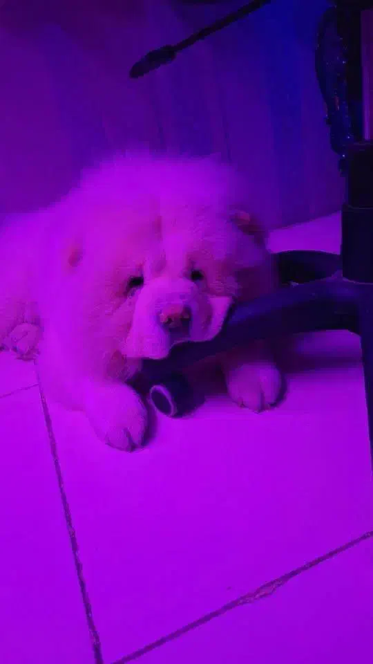 سگ چاوچاو|سگ|قائمشهر, |دیوار