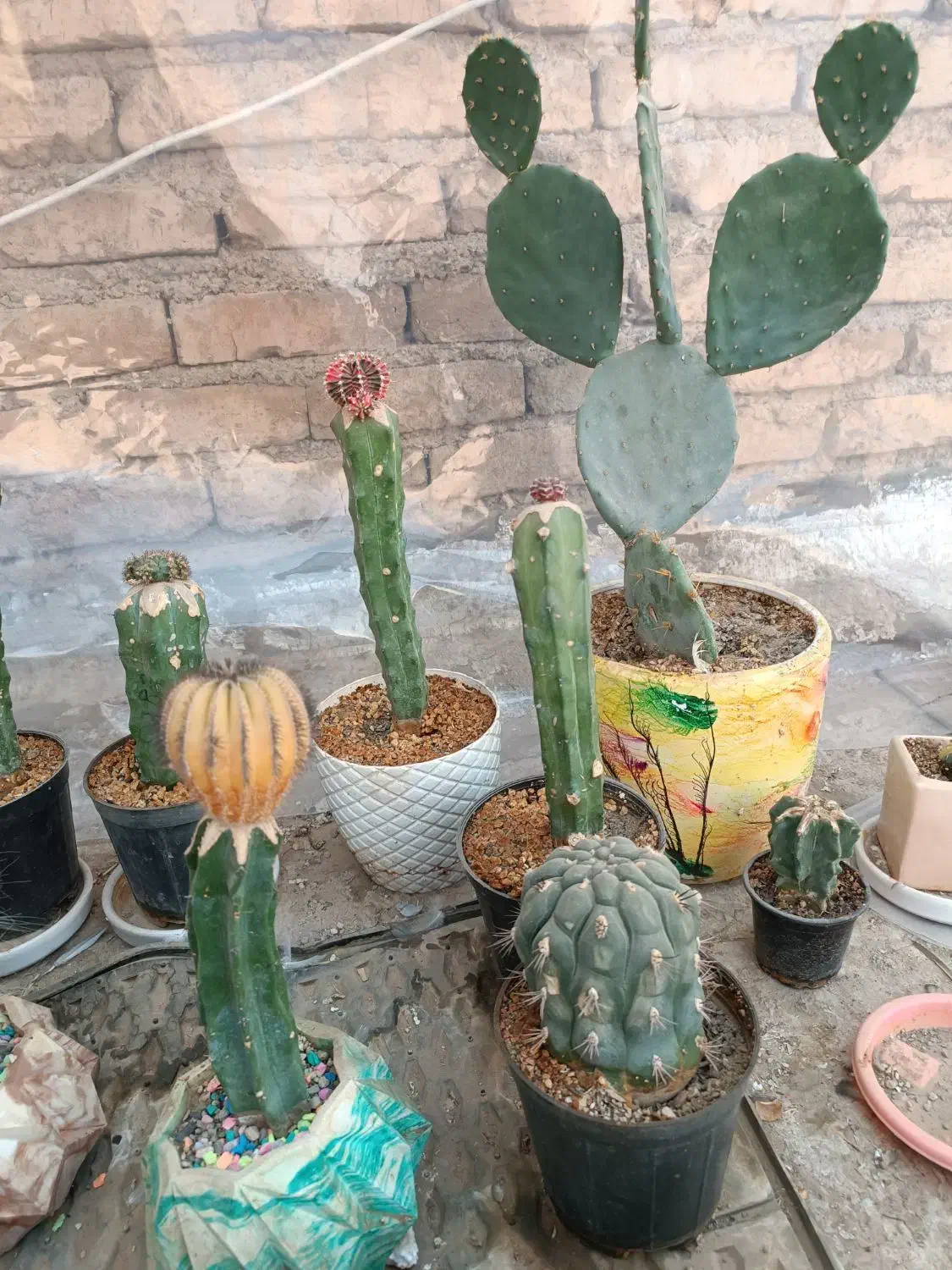 کاکتوس فروش فوری به دلیل مشکلات|گل و گیاه طبیعی|شریفآباد, |دیوار