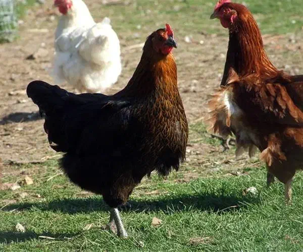 مرغ محلی|حیوانات مزرعه|شیروان (خراسان), |دیوار