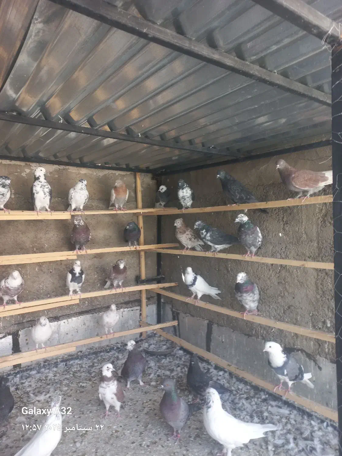 کبوتر تمیز|پرنده|قره چای, |دیوار