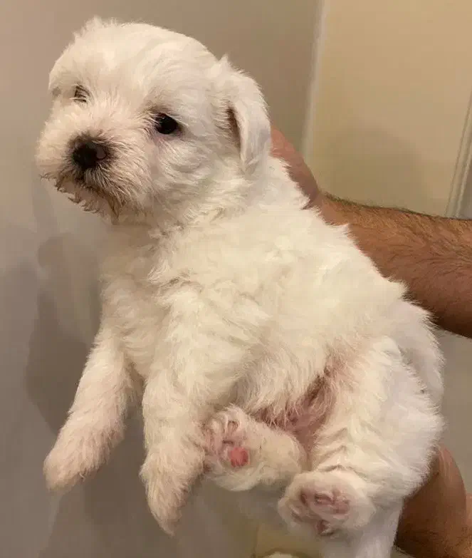 واگذاری ۲عدد سگ تریر نر وماده باهم|سگ|رشت, منظریه|دیوار