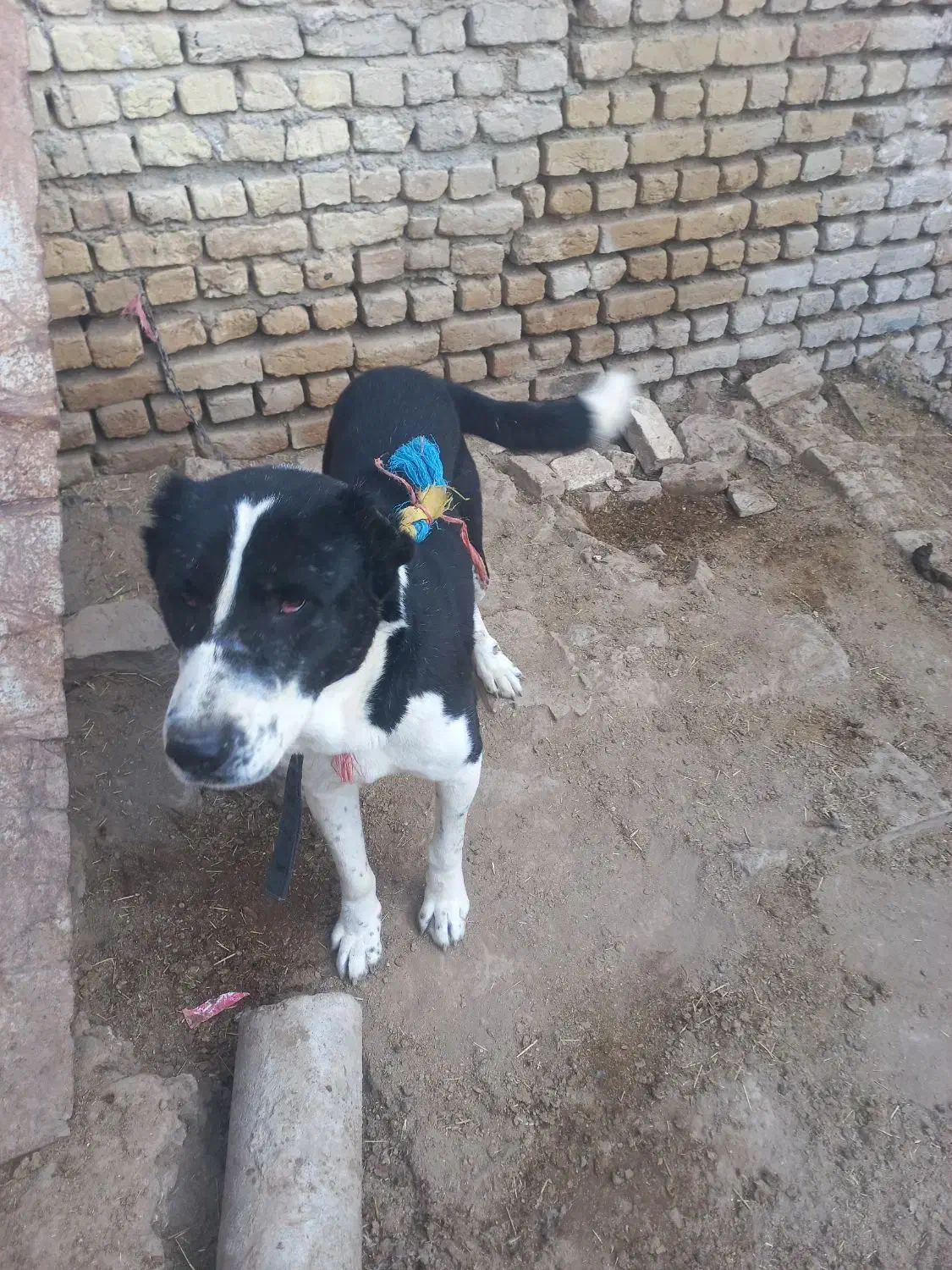 سگ ...|سگ|شیروان (خراسان), |دیوار