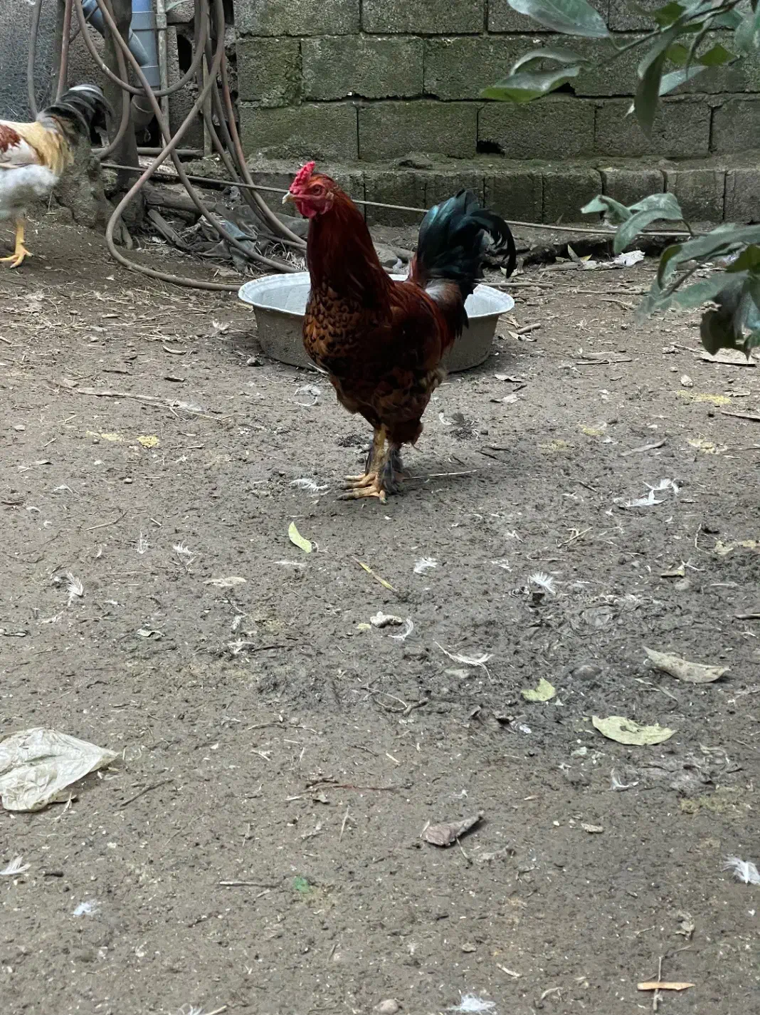 خروس پاپر|حیوانات مزرعه|لنگرود, |دیوار