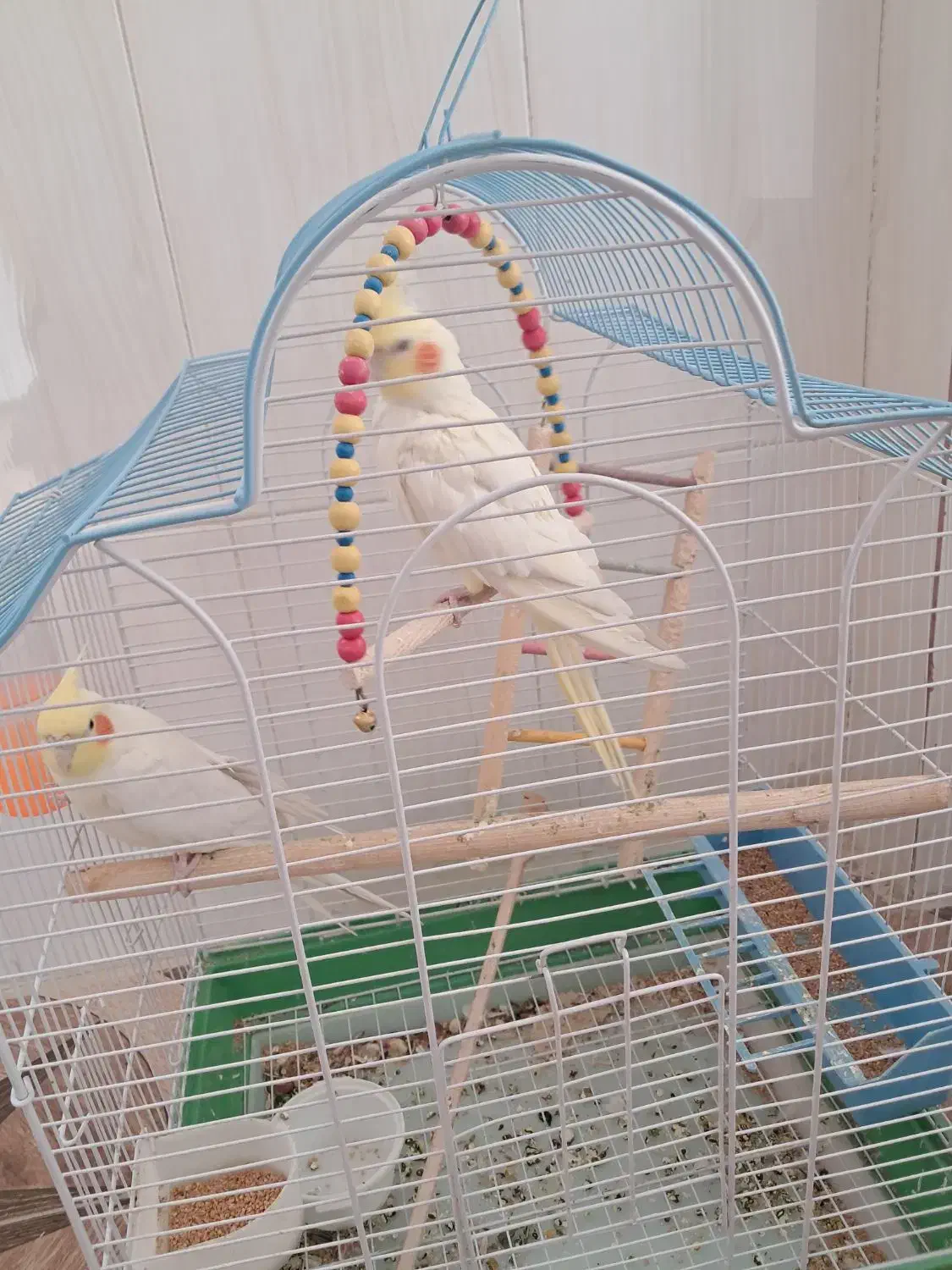 عروس هلندی لوتینو|پرنده|زیباشهر, |دیوار