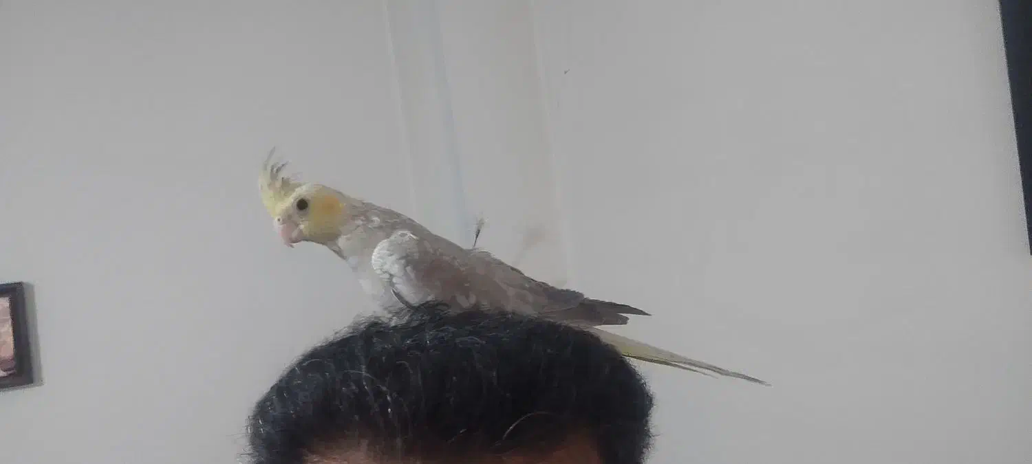 عروس هلندی|پرنده|شهریار, شهرک وائین|دیوار