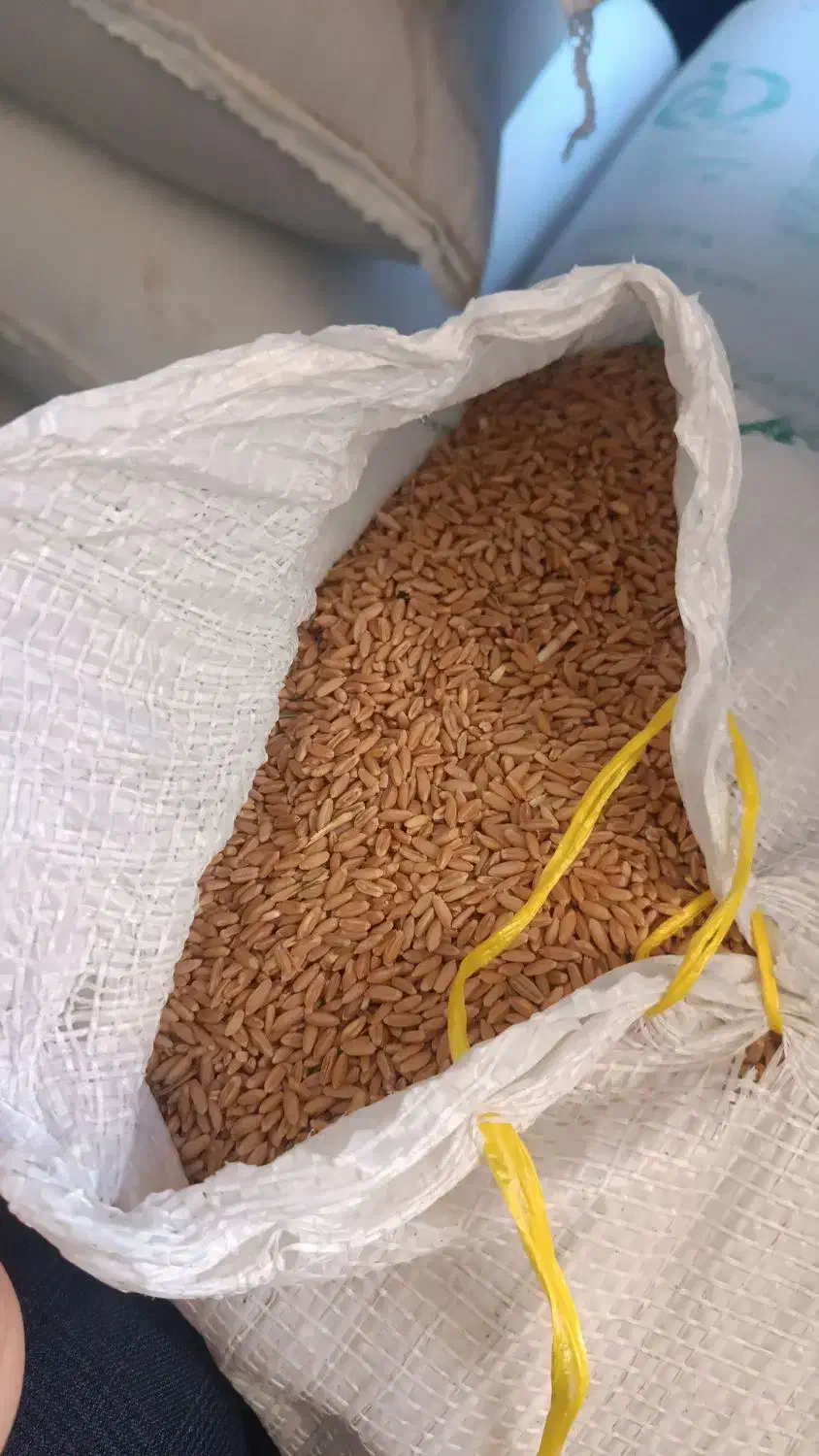 گندم دیم برای بذر|خوردنی و آشامیدنی|شیراز, شهرک امیر کبیر|دیوار
