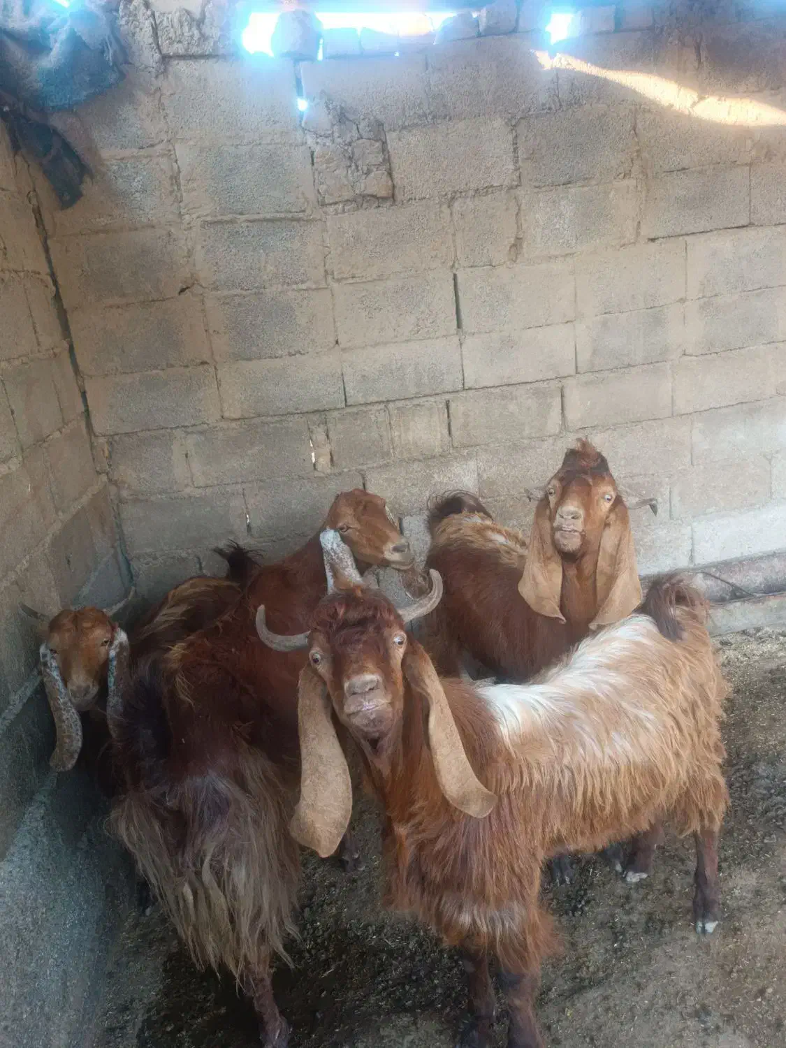 دورگ پاکستانی قیمت۵۰تومان|حیوانات مزرعه|انبارآلوم, |دیوار