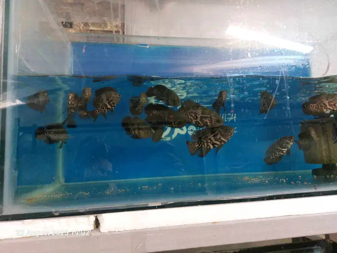 انواع ماهی زینتی و کت فیش|ماهی|شاهینشهر, کوی مهدیه|دیوار