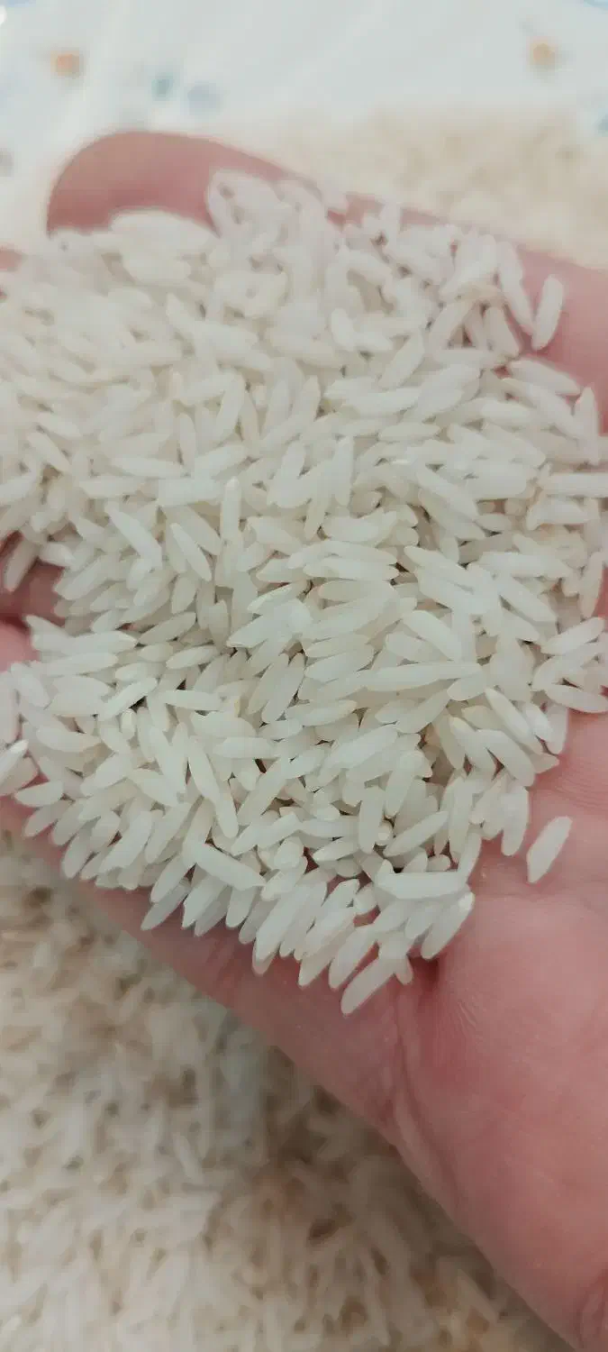 برنج طارم محلی فریدونکنار|خوردنی و آشامیدنی|فریدون‌کنار, |دیوار