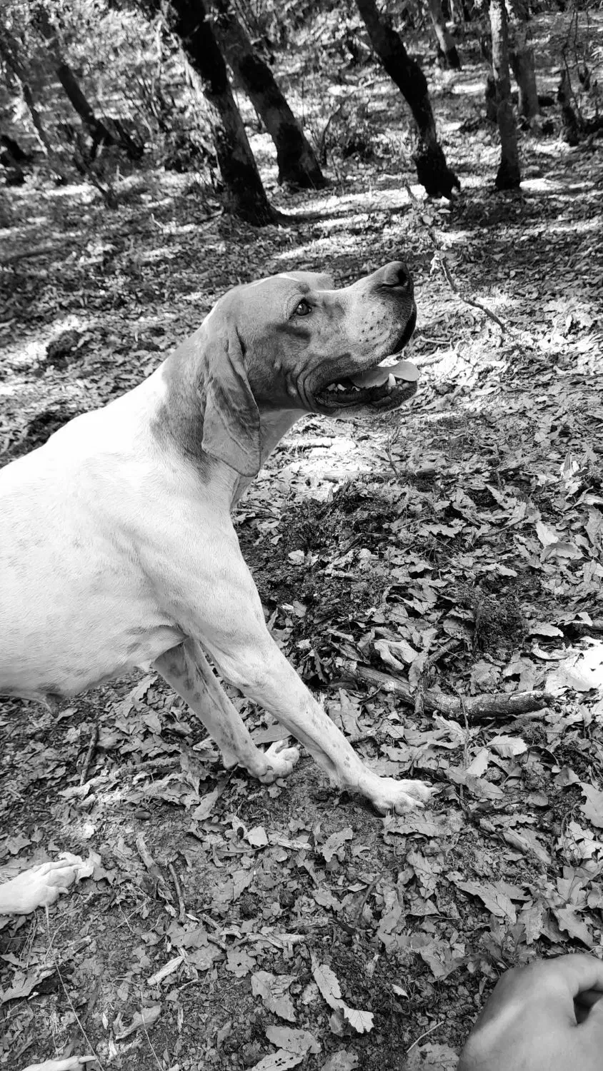 پوینتر انگلیسی دنبلانی|سگ|گلی داغ, |دیوار