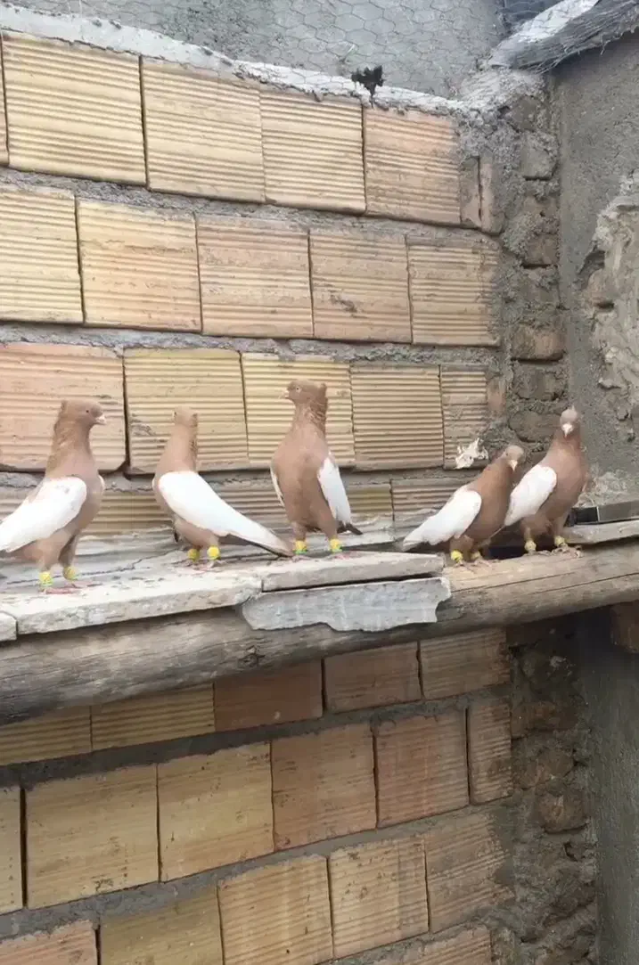 کبوتر|پرنده|قره ضیاالدین, |دیوار