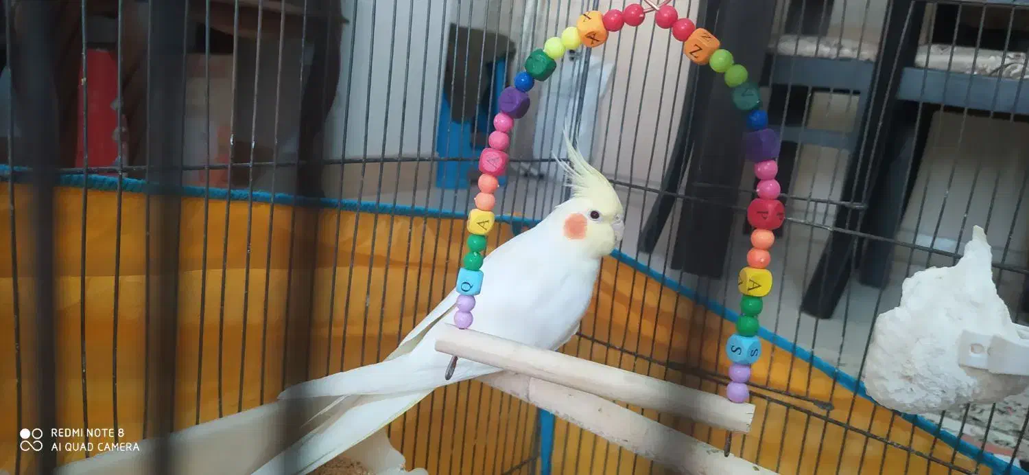 عروس هلندی لوتینو ماده|پرنده|کرج, شاهین‌ویلا|دیوار