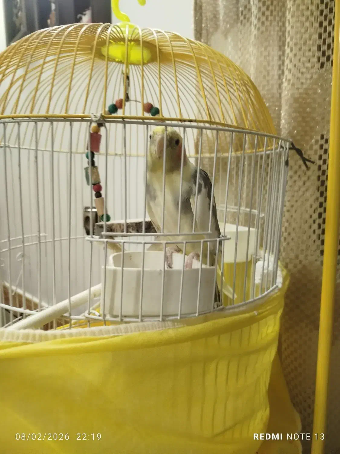 عروس هلندی سخنگو|پرنده|گرگان, |دیوار