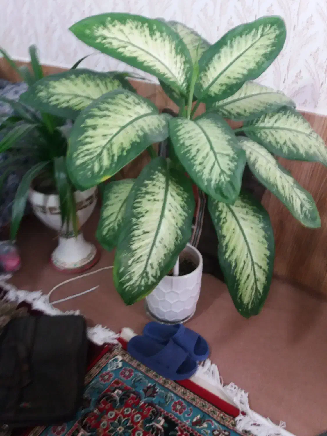 گل دیفن|گل و گیاه طبیعی|گلبهار, شهر جدید گلبهار|دیوار