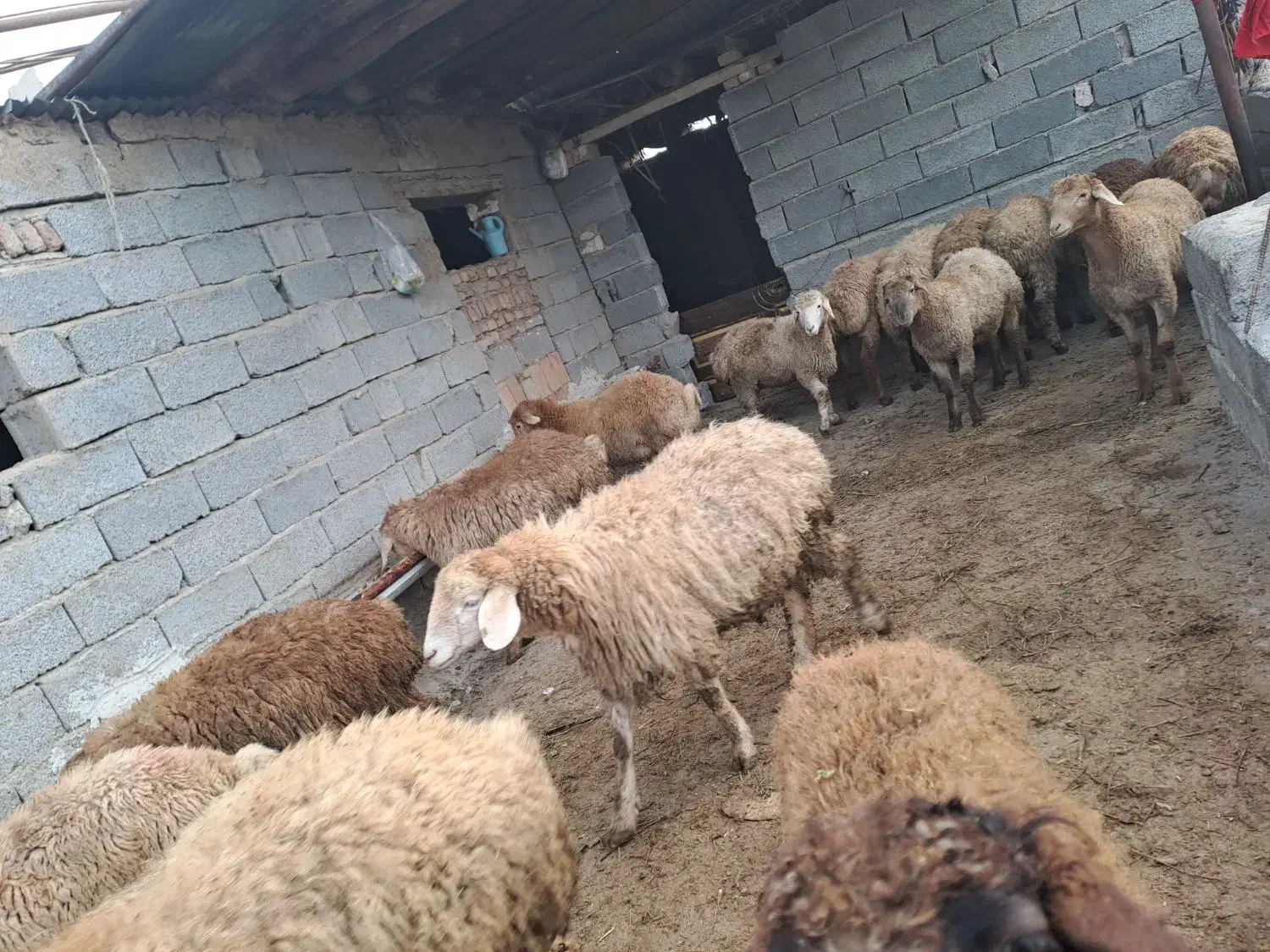 فروش بره نر ۲۲عدد|حیوانات مزرعه|پارسآباد, |دیوار