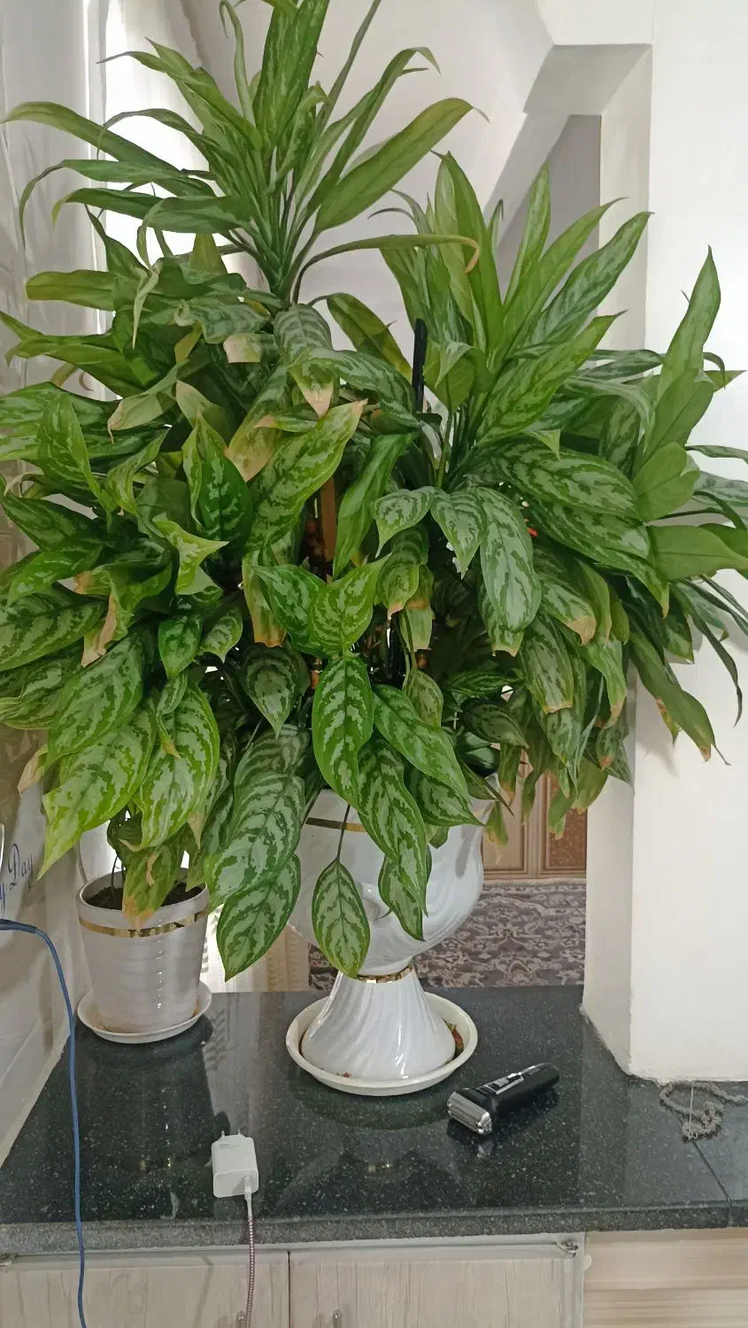 گل گیاه|گل و گیاه طبیعی|خاوه, |دیوار