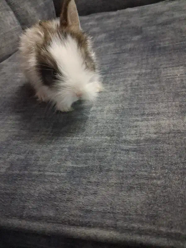 خرگوش|موش و خرگوش|تهران, راه آهن|دیوار