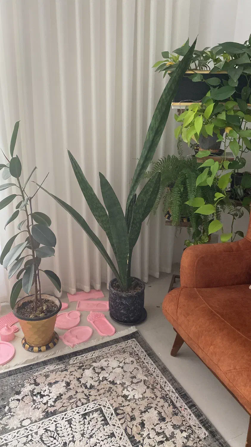 گل طبیعی|گل و گیاه طبیعی|گلبهار, شهر جدید گلبهار|دیوار