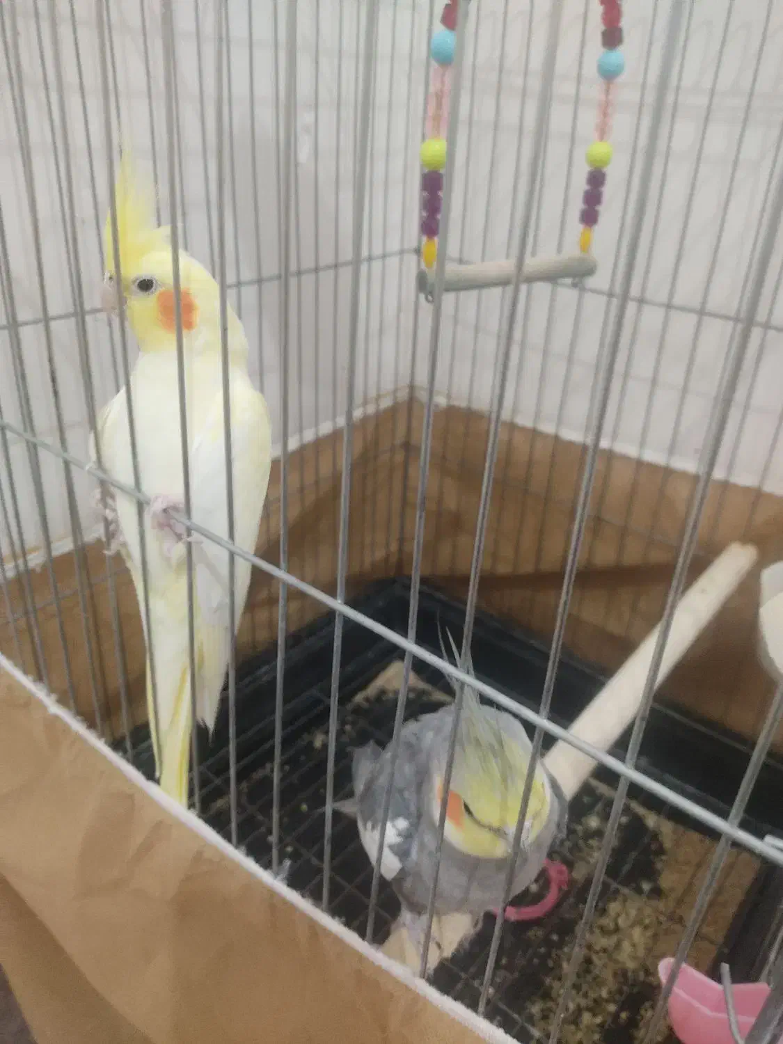 پرنده|پرنده|ازنا, |دیوار