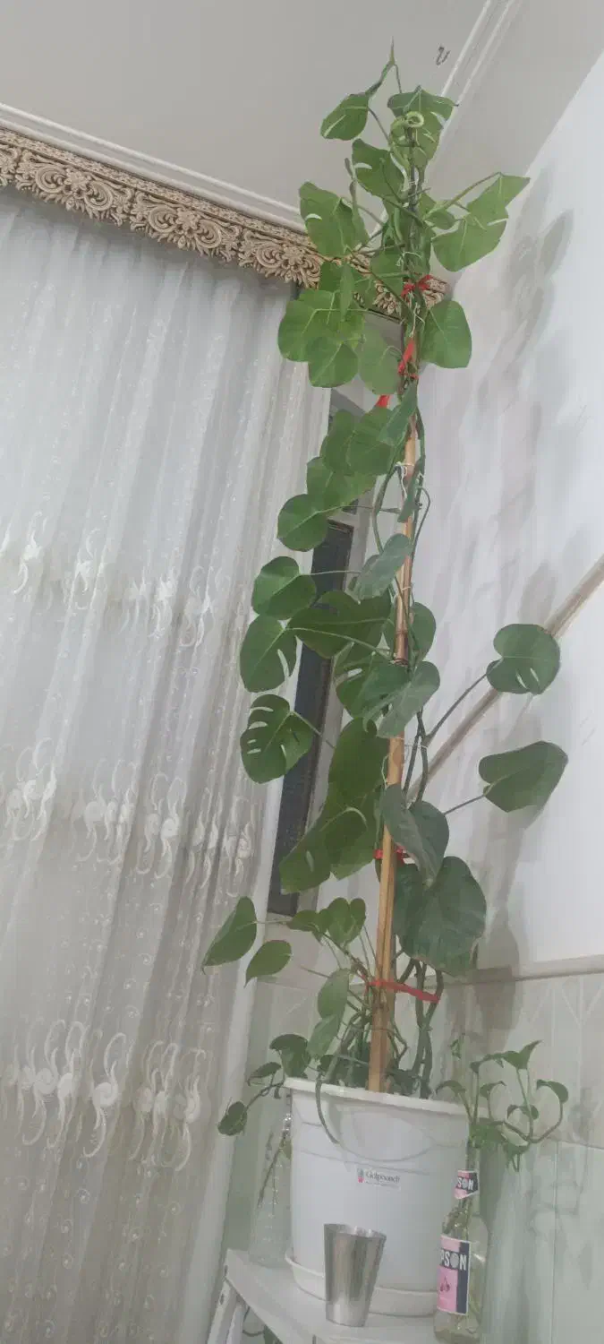 گل طبیعی|گل و گیاه طبیعی|قم, ولیعصر|دیوار