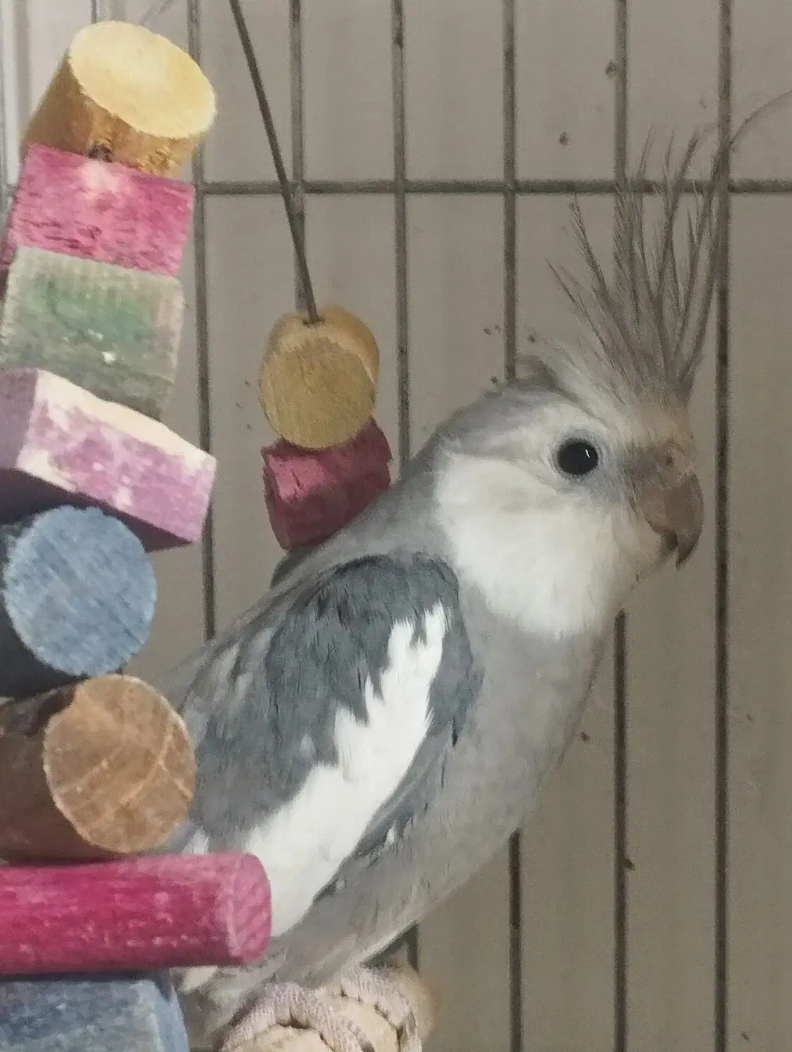 عروس هلندی صورت سفید|پرنده|ابهر, |دیوار