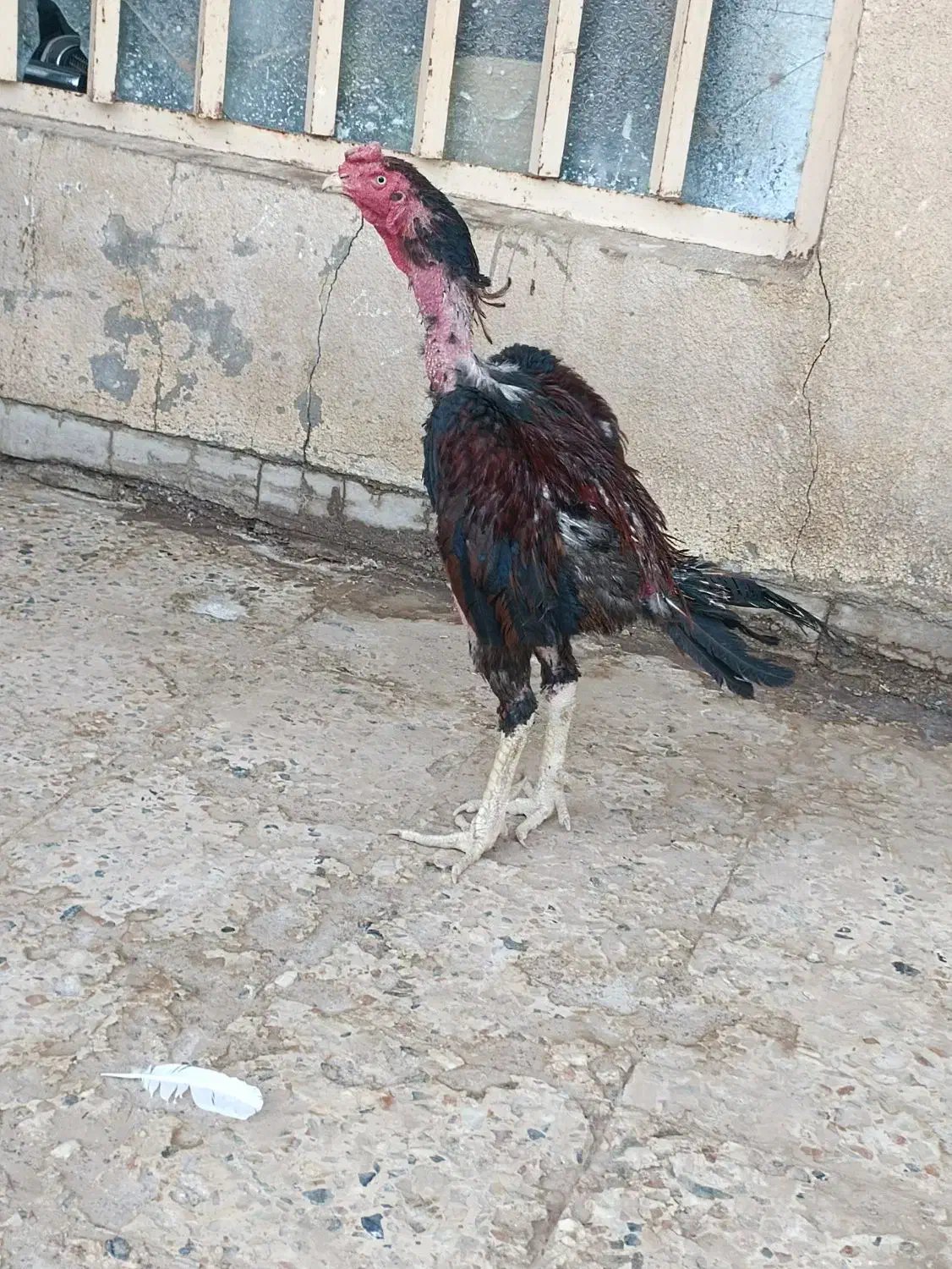 مرغ لاری اصل بخون|حیوانات مزرعه|زابل, |دیوار