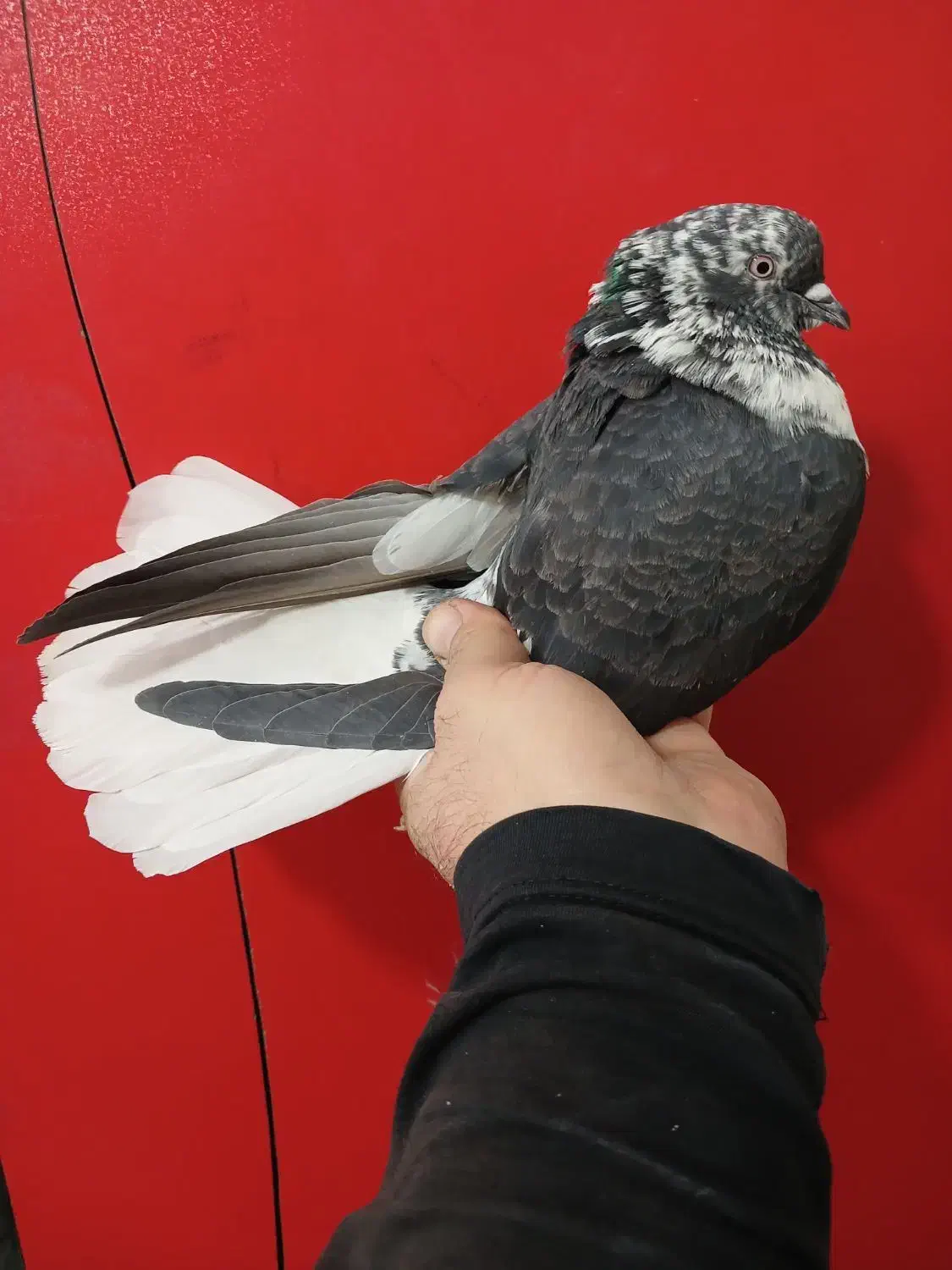 کفتر دم سفید پرشی (گرفتنی بلندی)|پرنده|تهران, جیحون|دیوار