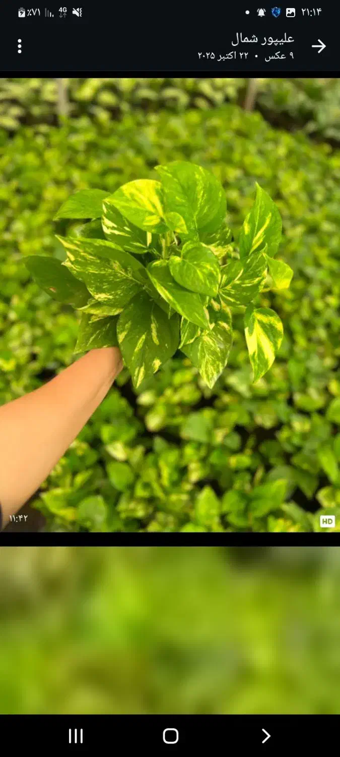 عرضه گل وگیاه آپارتمانی ویزیت درمنزل ومشاوره|گل و گیاه طبیعی|کاشان, ولیعصر|دیوار