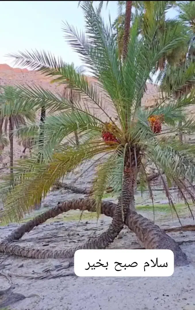 سرویس|فعالیت داوطلبانه|اهرم, |دیوار