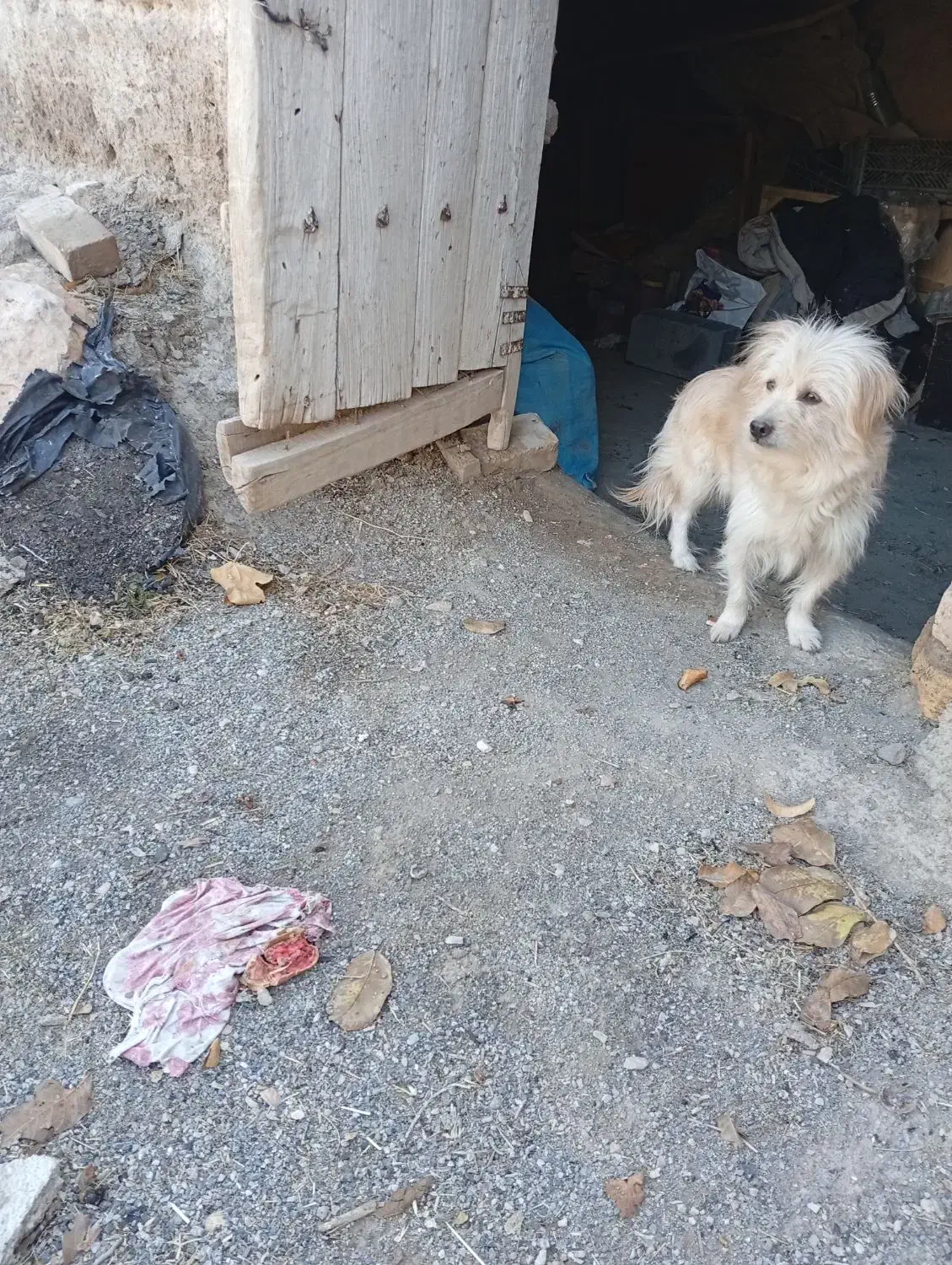 یک عددسگ پاکوتاه ماده شیطون وبانمک وباهوش|سگ|خمین, |دیوار