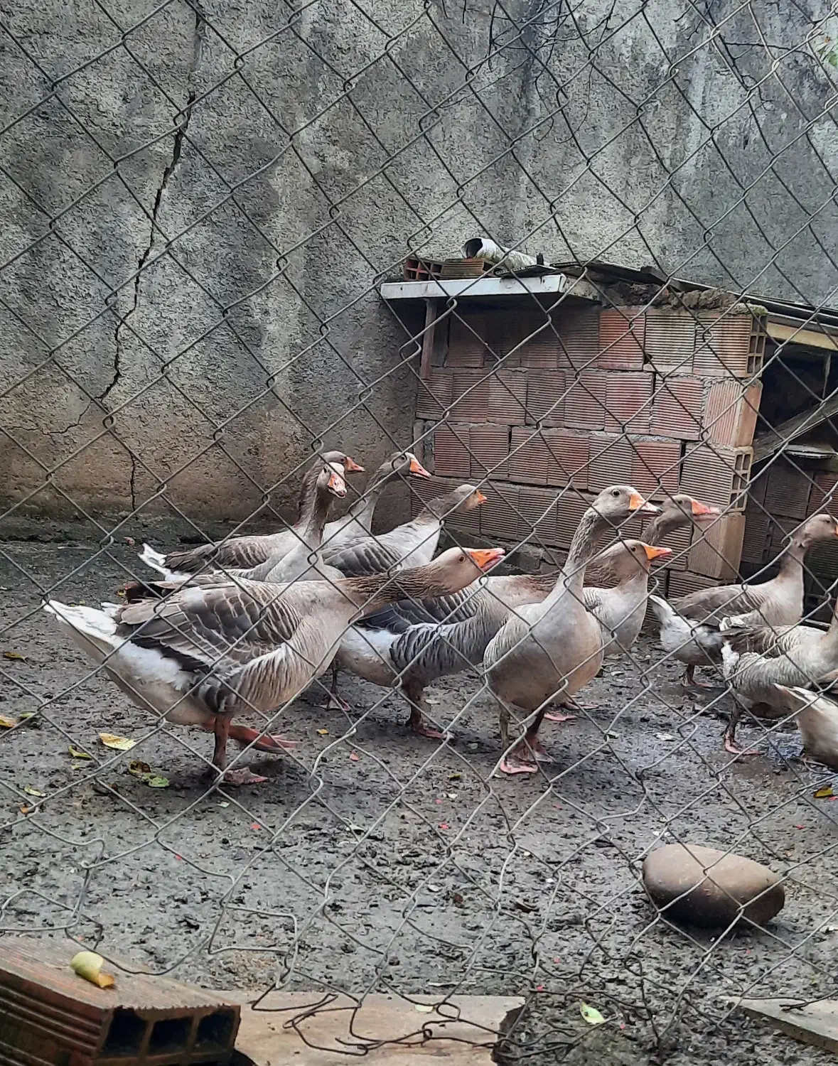 فروش غاز محلی|حیوانات مزرعه|ارطه, |دیوار