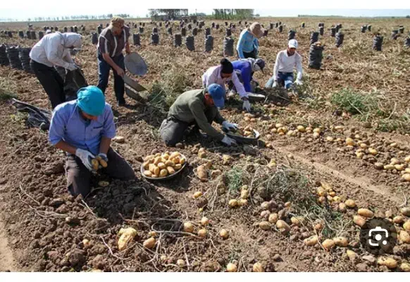 کارگر|خدمات باغبانی و درختکاری|دلبران, |دیوار