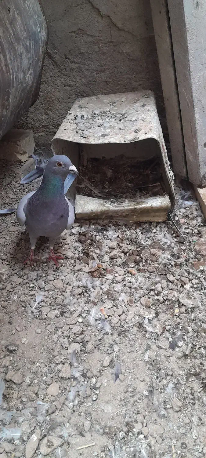 نر ماده پور فروشی|پرنده|نجفآباد, حومه نجف آباد|دیوار