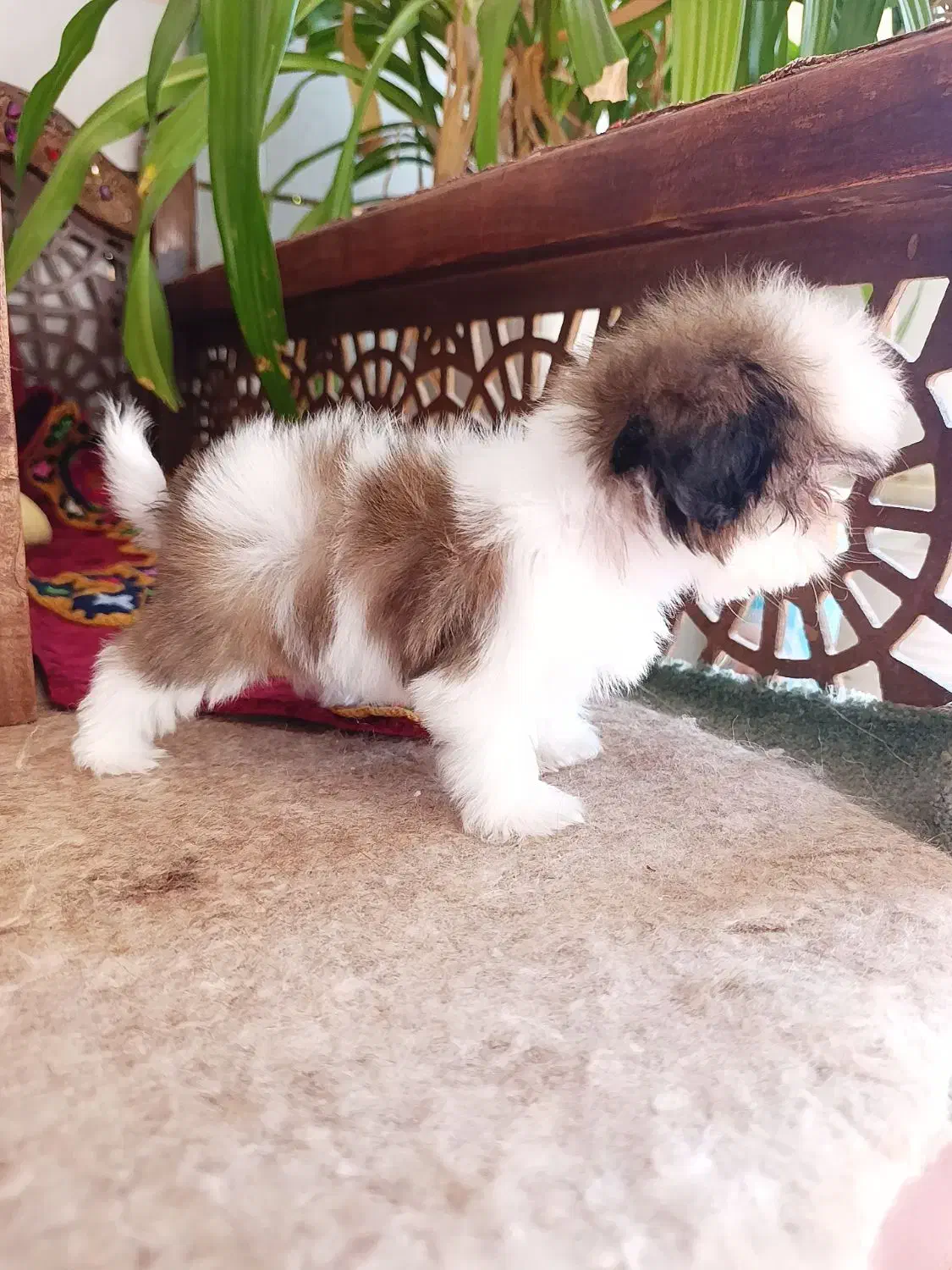 سگ شیتزو سوپر فلت|سگ|شاهین‌شهر, شیخ بهایی|دیوار