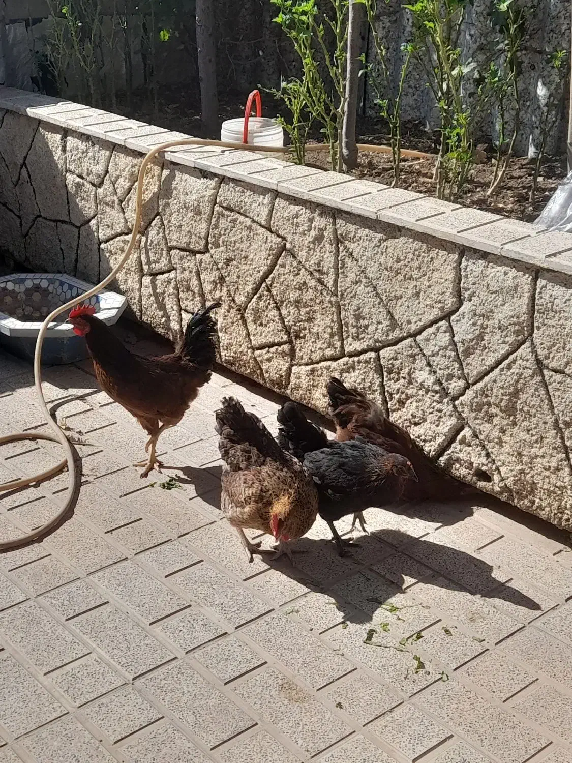 معاوضه مرغ و خروس رسمی با جوجه گرنجیک|پرنده|محمدشهر, شهرک پیام (مهرالبرز)|دیوار