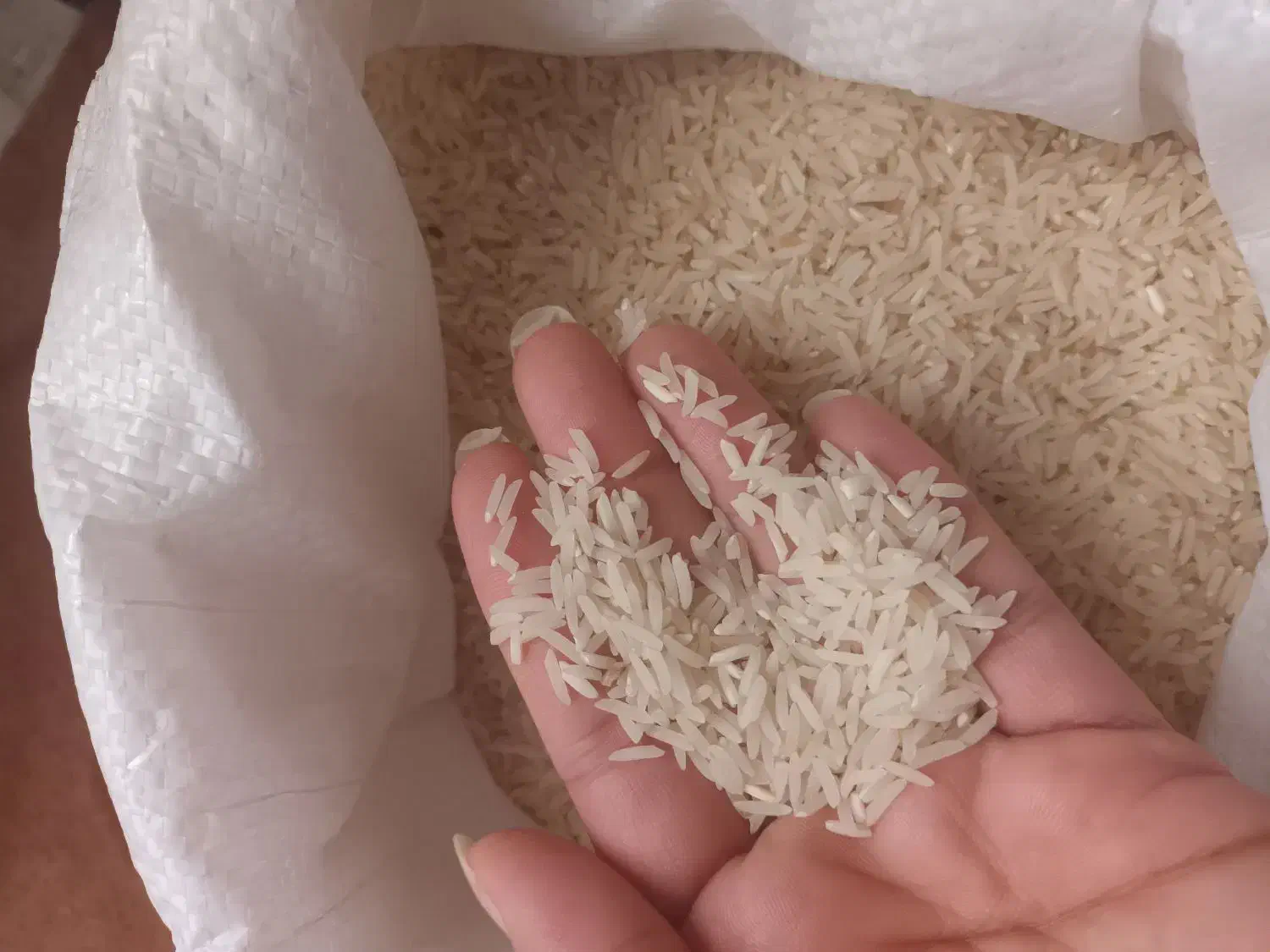 برنج دوباره برداشت (دونوج)بسیارخوش طعم وبو|خوردنی و آشامیدنی|کردکوی, |دیوار