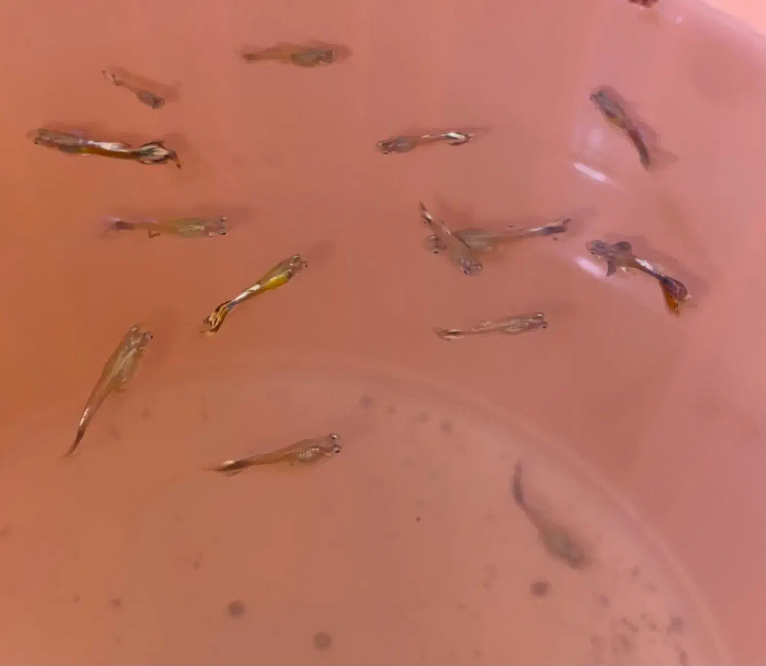 ماهی|ماهی|نسیمشهر, |دیوار