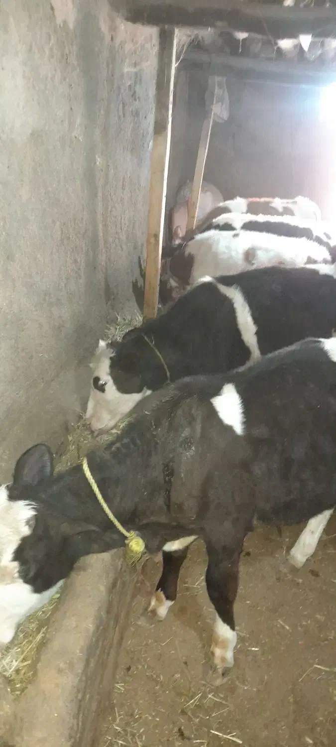 گوساله نر|حیوانات مزرعه|مهربان, |دیوار