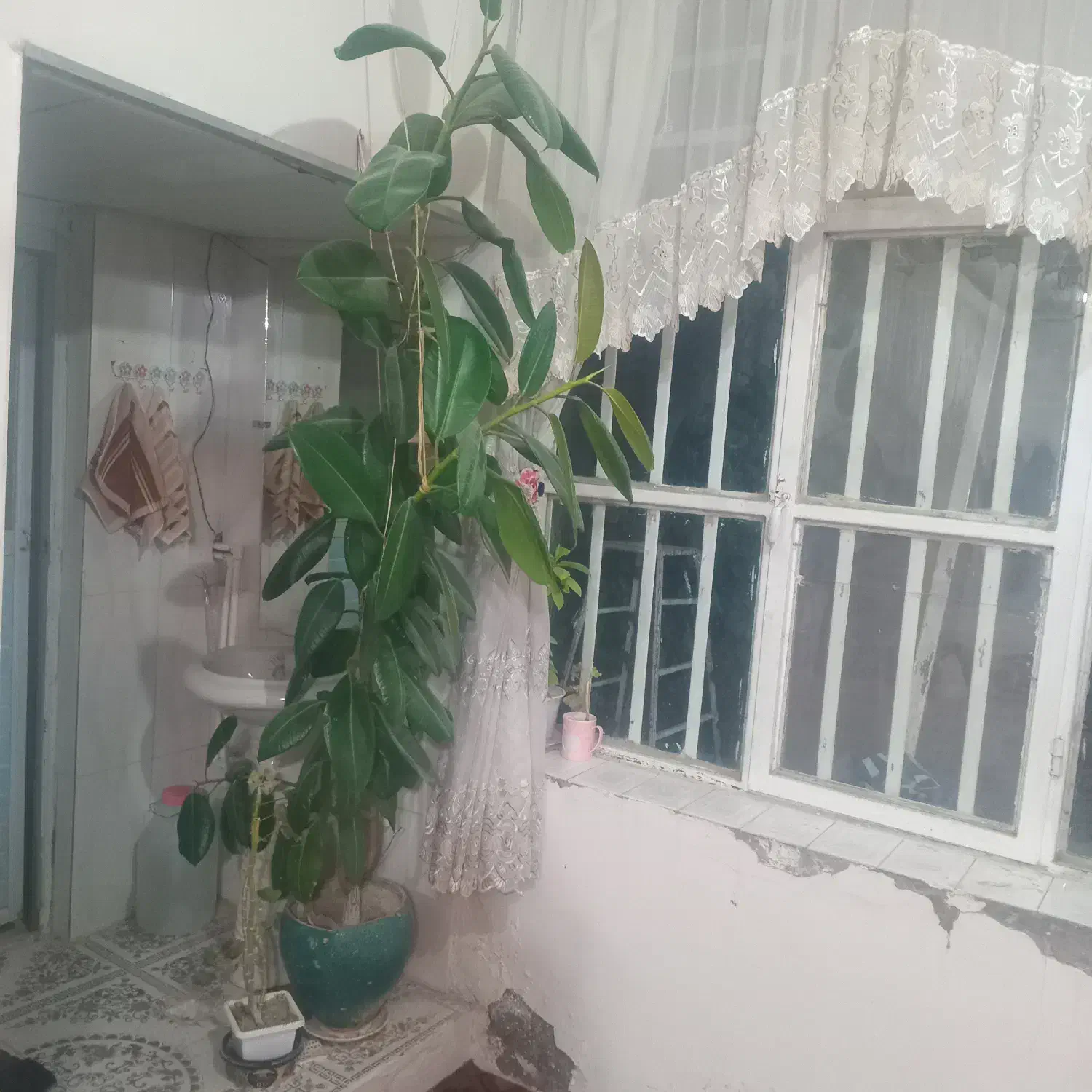 فروش گل فیکوس|گل و گیاه طبیعی|فارسان, |دیوار