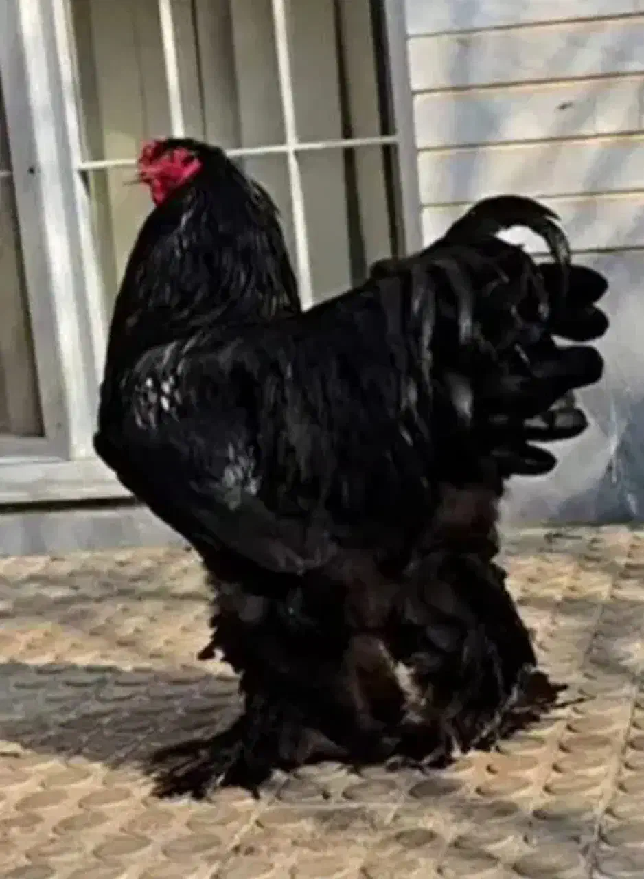 تخم مرغ برهما|حیوانات مزرعه|دهدشت, |دیوار