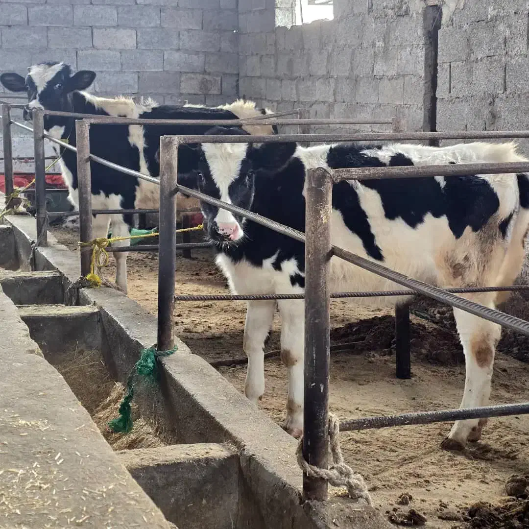 دو راس تلیسه هلشتاین نژاد شیری (لیشه)|حیوانات مزرعه|رشت, سعدی (تختی)|دیوار