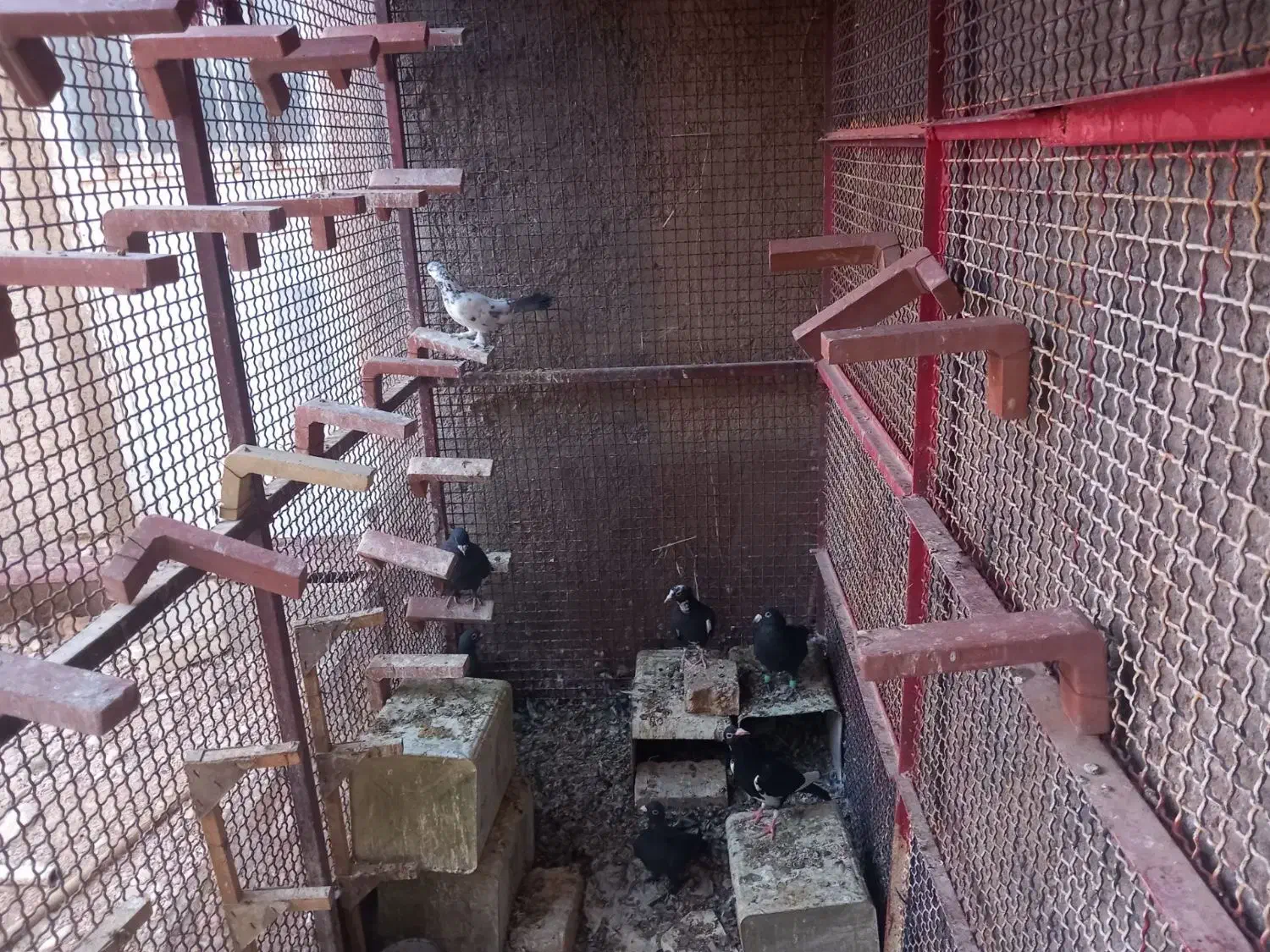 قفس فنسی|لوازم جانبی حیوانات|ماهان, |دیوار