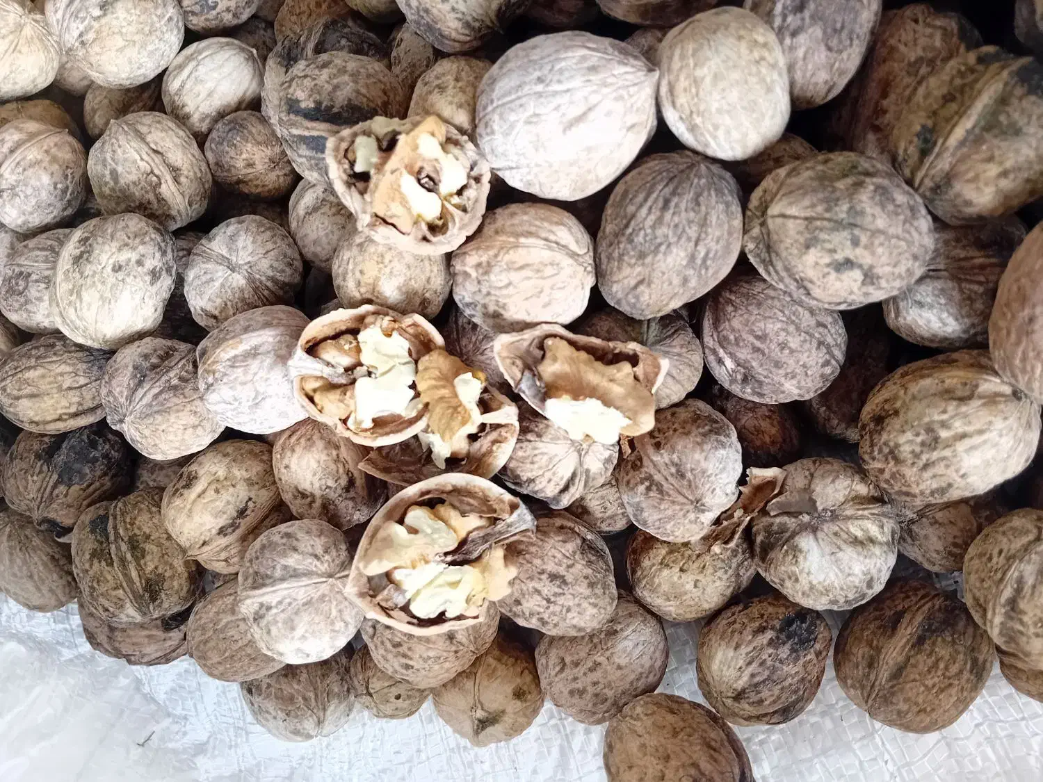 گردو کاغذی|خوردنی و آشامیدنی|بروجرد, |دیوار