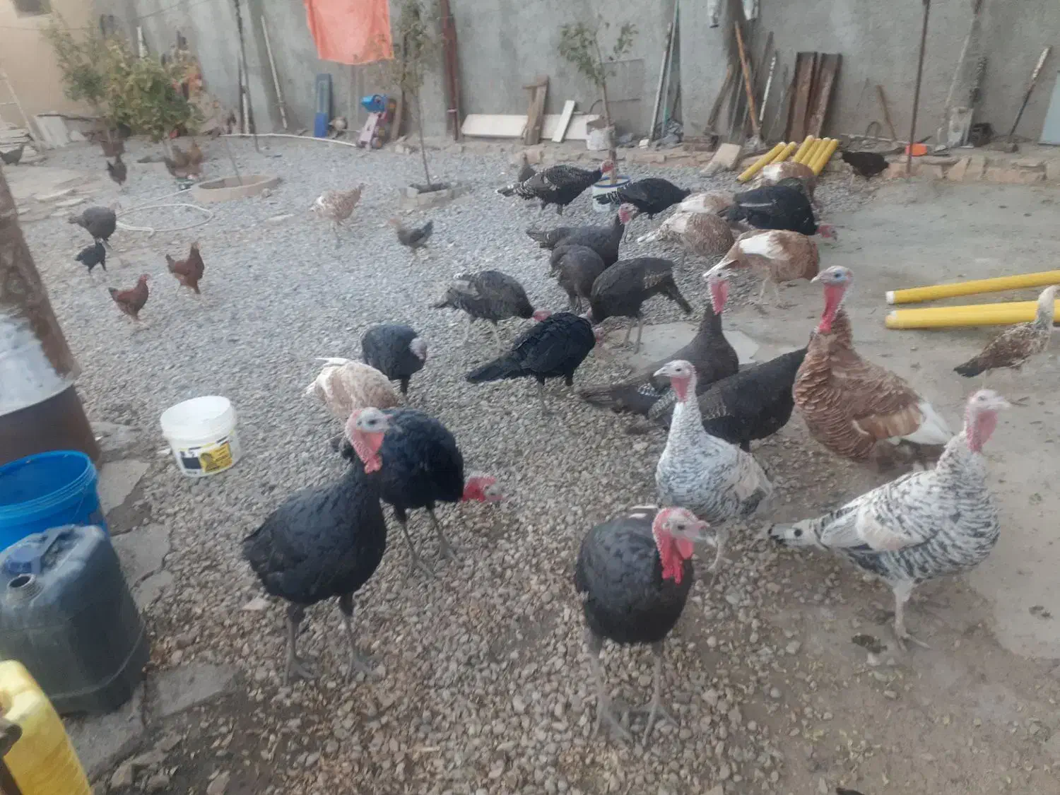 ۲۵ عددبوقلمون نروماده|حیوانات مزرعه|ماهیدشت, |دیوار