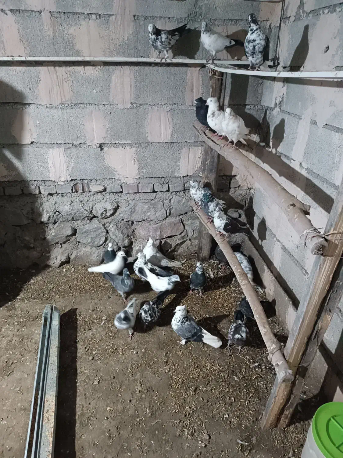 کفتر|پرنده|صومای برادوست, |دیوار