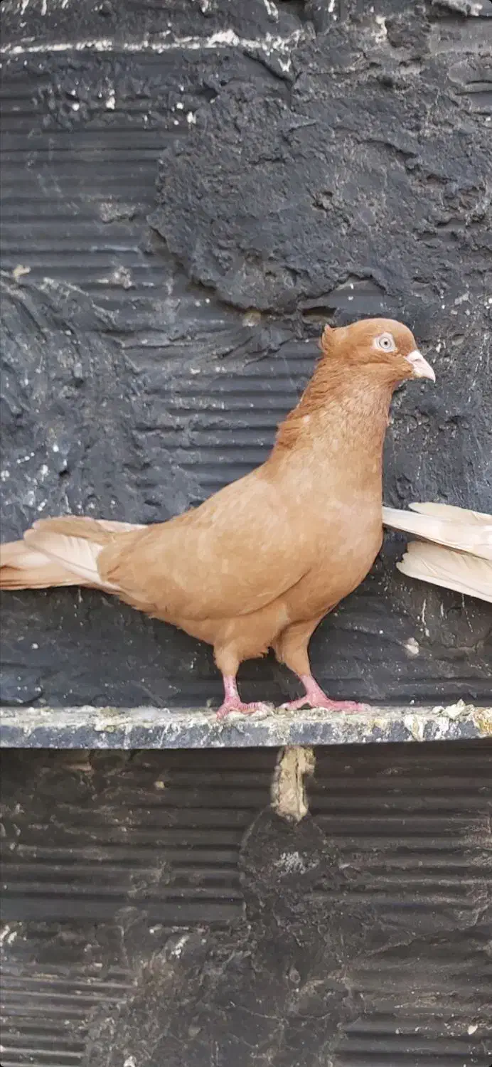 کفتر|پرنده|چهاردانگه (تهران), |دیوار