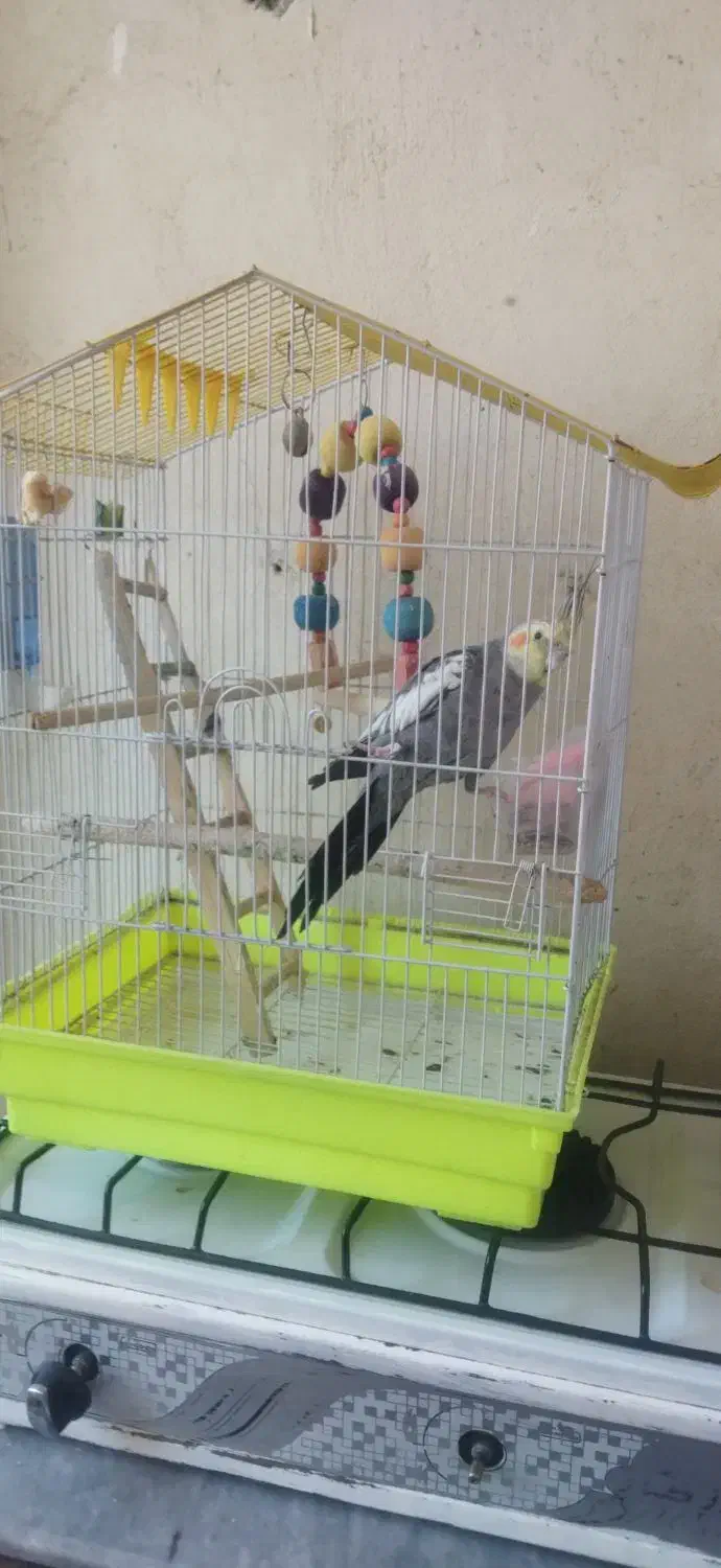 عروس هلندی|پرنده|رباط‌کریم, مسکن مهر آبشناسان|دیوار