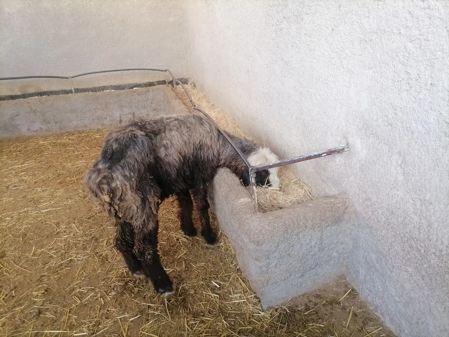 فروش یک راس میش|حیوانات مزرعه|مرودشت, مجد آباد|دیوار