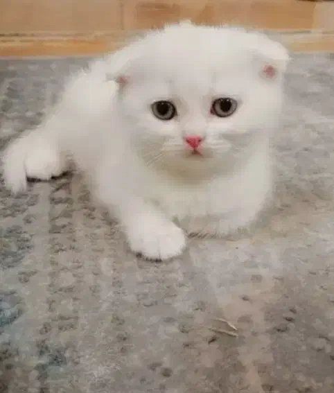 اسکاتیش بیریتیش دابل فلد با اصالت خالص خانگی|گربه|فردیس, شهرک ناز|دیوار